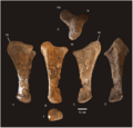 Diamantinasaurus ulna