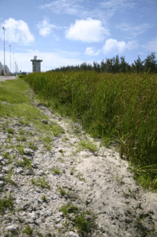 Diego Garcia Cattail Marsh