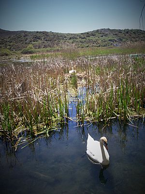 Drilon, Pogradec (17)