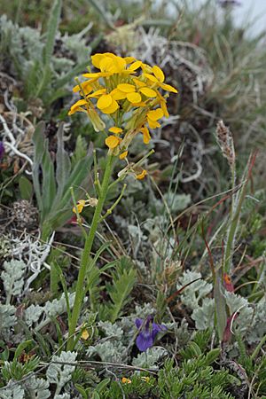 Erysimum capitatum 5708