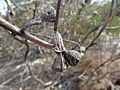 Eucalyptus cernua fruit