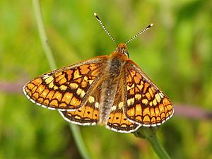 Euphydryas aurinia