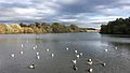 Fairburn Ings RSPB reserve 01