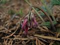 Fringed bleeding-heart buds