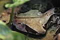 Gaboon Viper at the DZS