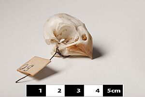 Great-Billed Seed-Finch skull “Sporophila maximiliani” at MAV-USP