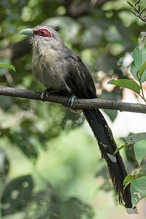 Green billed Malkoha (Nepal).jpg