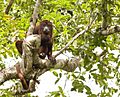 Guyanan red howler 2.jpg