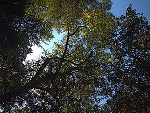 H20130909-9860—Juglans hindsii—Katherine Greenberg (9780612424).jpg