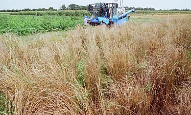 Harvesting Cycle 2 Thinopyrum intermedium