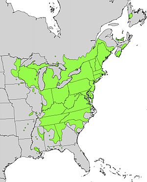 Ilex verticillata range map.jpg