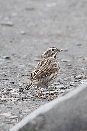 Ipswich-Sparrow-Dyer-Pt