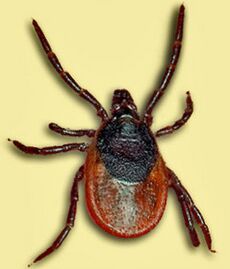 Ixodes persulcatusFL