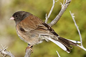 Junco hyemalis 5884 cropped