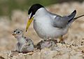 Least Tern Chicks Day 2