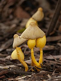 Leucocoprinus birnbaumii old crop