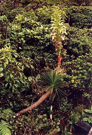 Lobelia gloria-montis