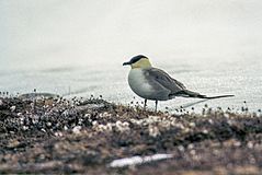 Long-tailed Skua (js) 26.jpg