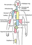 Lymph node regions