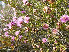 Melaleuca rigidifolia (leaves, flowers)