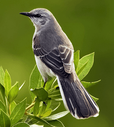 Mimus polyglottus1 cropped