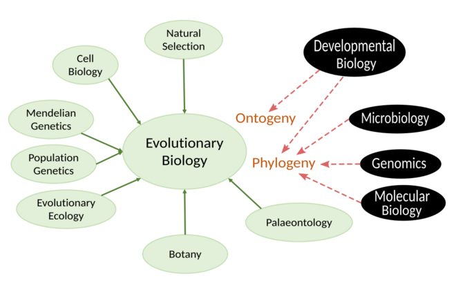 Modern Synthesis Limits