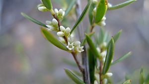 Monotoca scoparia flowers (8709404638).jpg