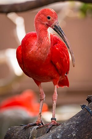 Oceanografic Scarlet Ibis 02