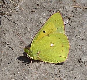 Orangesulphur