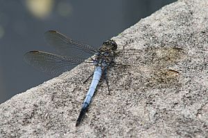 Orthetrum caledonicum male.jpg