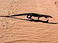 Perentie