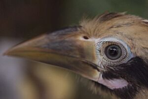 Philippine tarictic hornbill -chick