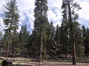 PineTreesInBigBear