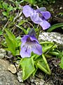 Pinguicula vulgaris, Japan 1