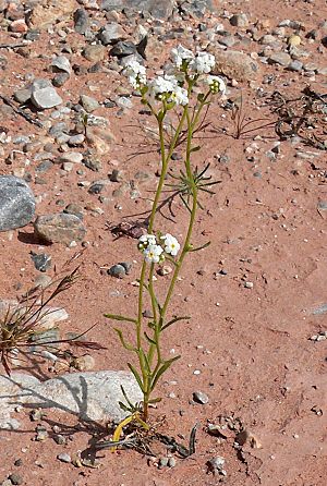 Plagiobothrys jonesii 1.jpg