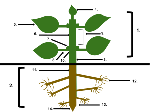 Plant Anatomy