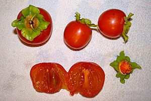 Plaquemine. Kaki. Japanese persimmon, kaki persimmon. (Diospyros kaki Thunb., 1780)