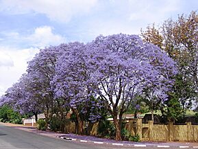 Plkjacaranda