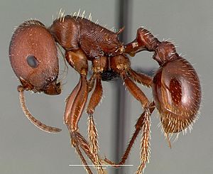 Pogonomyrmex barbatus casent0006306 profile 1.jpg