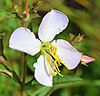 Rhexia mariana flower.jpg