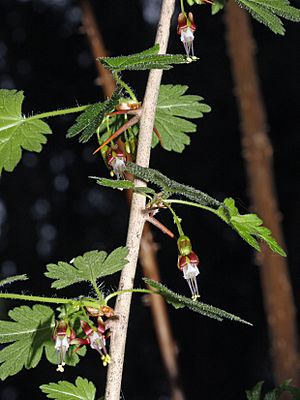 Ribes divaricatum 5391.JPG