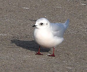 Ross's Gull (Rhodostethia rosea)