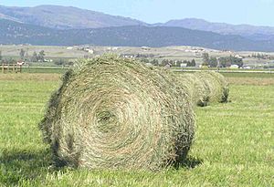 Roundbale1