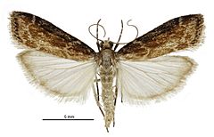 Scoparia s.l. molifera male.jpg