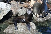 Sealion052006.JPG