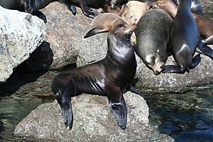 Sealion052006