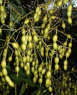 Seed pods