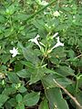 Starr 050517-1490 Barleria cristata