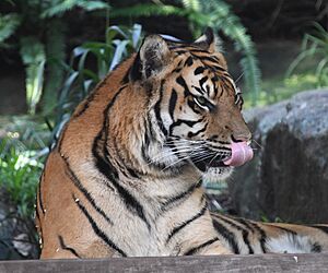 Taronga Zoo tiger 006