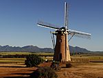 The lily windmill.jpg